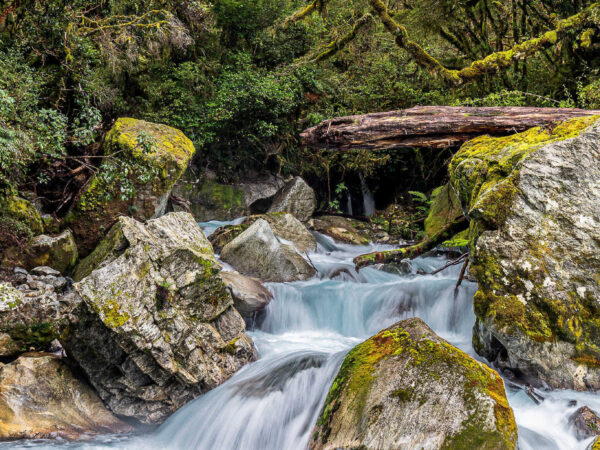 Scenic forest stream with mossy rocks.