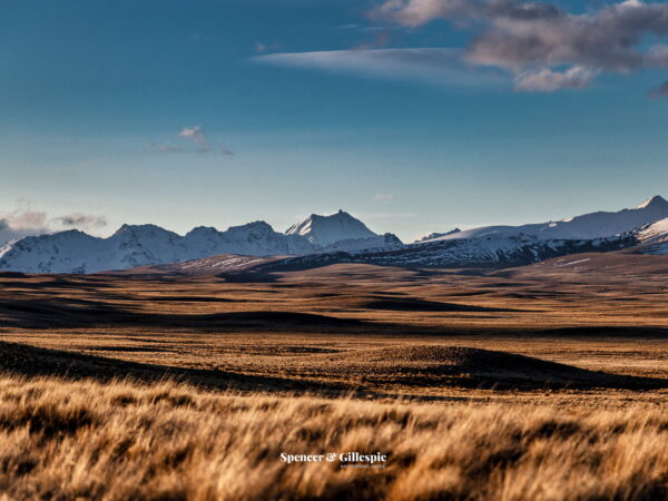 New Zealand snowy mountains and grassland landscape