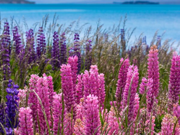 Lupins by the lake with mountains