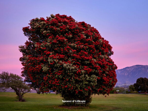 Pohutukawa tree in full bloom at sunrise.