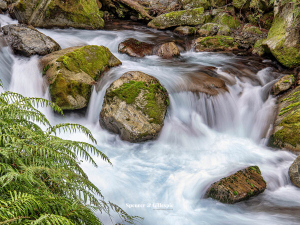 Lush forest stream with rocks and fern.