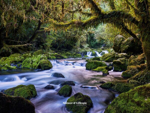 Moss-covered rocks in lush forest river NZ