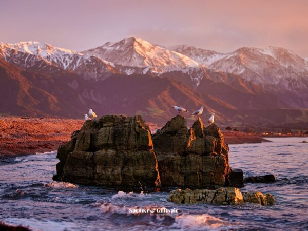 Seagulls on rocks with snowy mountains.