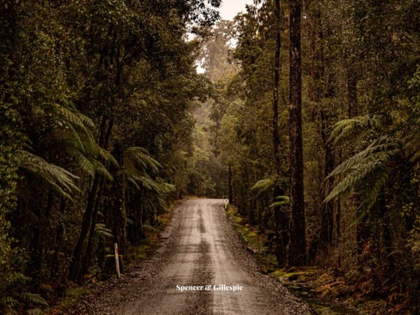 Gravel road through lush New Zealand rainforest