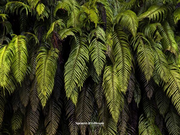Close-up of lush green fern leaves