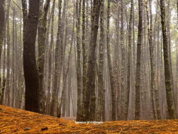 Misty pine forest with fallen pine needles.