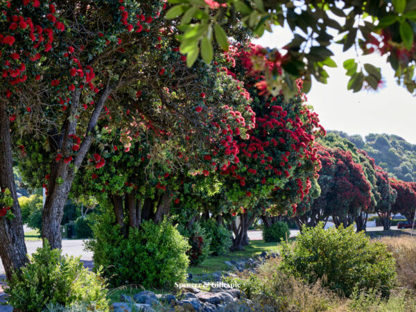 Pohutukawa trees with red blossoms in New Zealand.