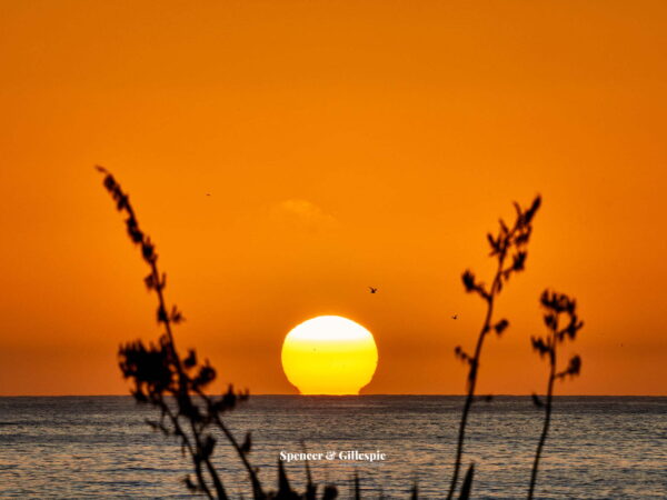 Sunrise over ocean with silhouetted plants.