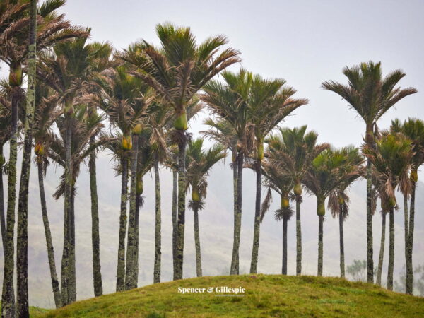 New Zealand nikau palms in misty landscape