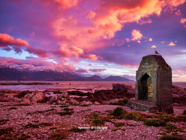 Kaikoura sunrise with a seagull and beach.