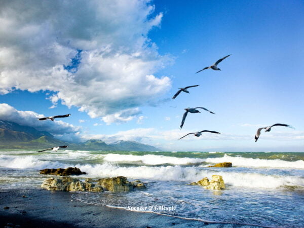 Seagulls flying over coastal ocean with mountains