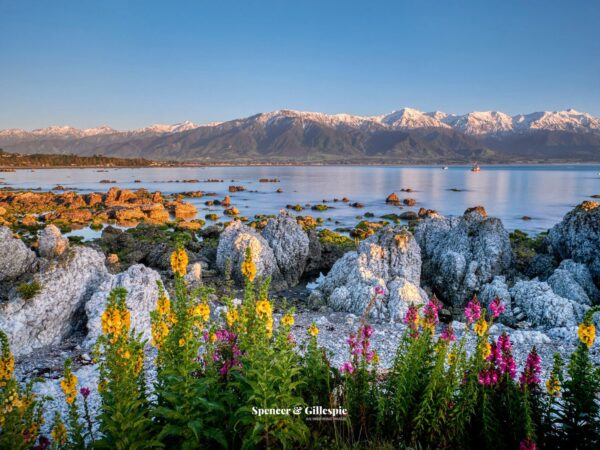 Kaikoura coastline with flowers and mountains, New Zealand.