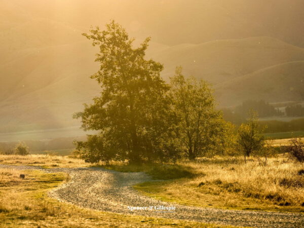 Winding path through sunlit rural scenery.